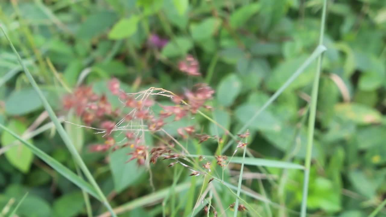 近距离拍摄随风飘动的野生植物视频素材