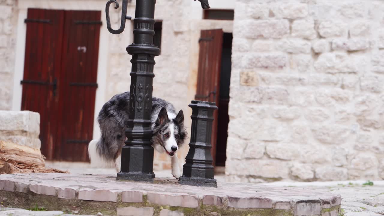 一只边境牧羊犬探索着一条历史悠久的街道，每走一步都充满好奇视频素材