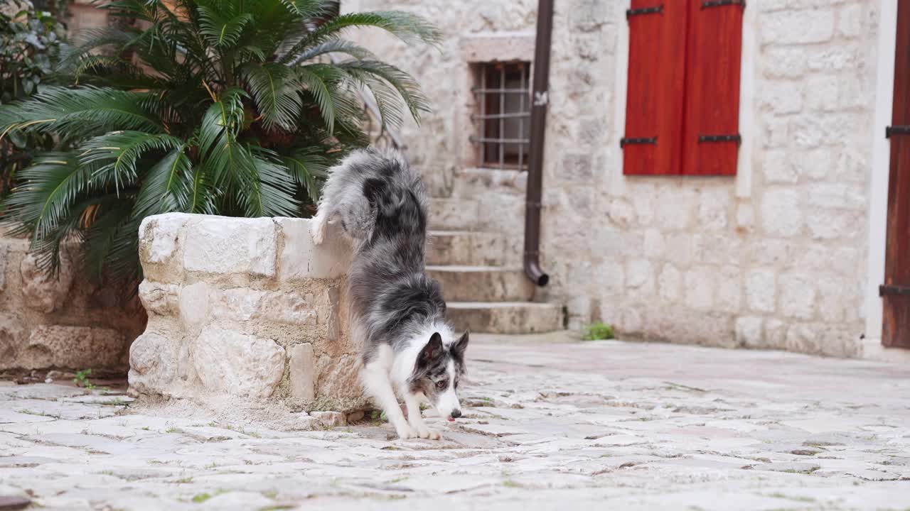 一只边境牧羊犬在一个宁静的庭院里漫步，四周环绕着历史悠久的城墙视频素材