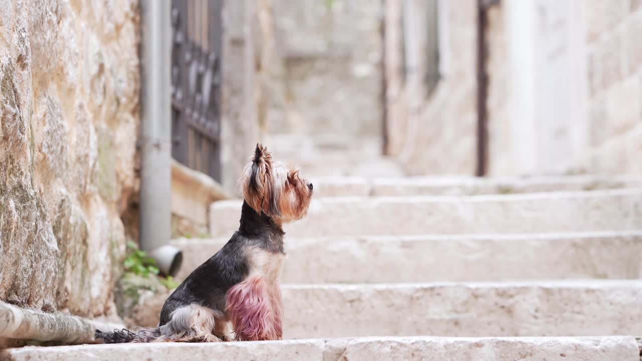 约克夏犬聚精会神地站在古城的石阶上视频素材