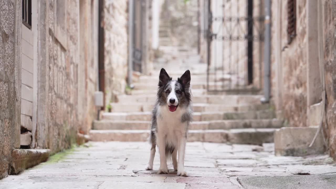 边境牧羊犬探索鹅卵石小巷，历史悠久的欧洲设置。城市里的狗视频素材