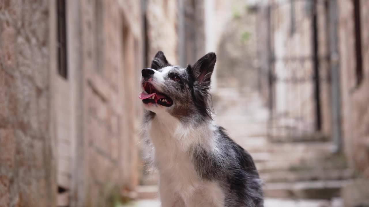 边境牧羊犬探索鹅卵石小巷，历史悠久的欧洲设置。城市里的狗视频素材