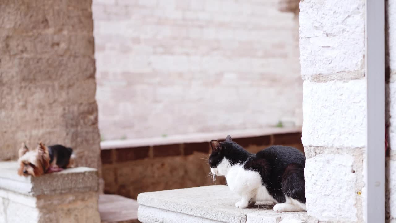 一只小约克夏犬和一只黑白相间的猫站在古老的石阶上。视频素材