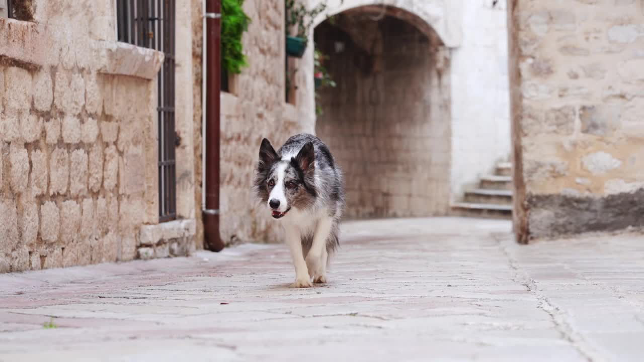 一只边境牧羊犬大步穿过城市探索的鹅卵石小巷视频素材