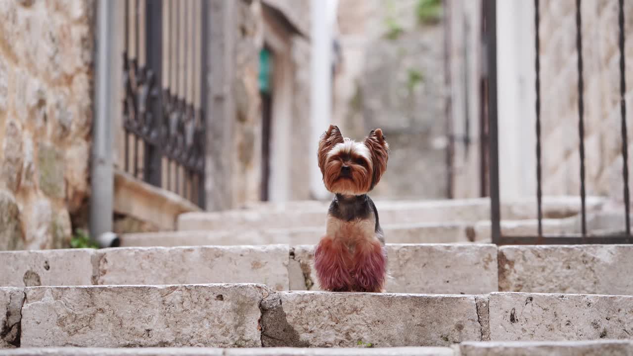 约克夏犬聚精会神地站在古城的石阶上视频素材