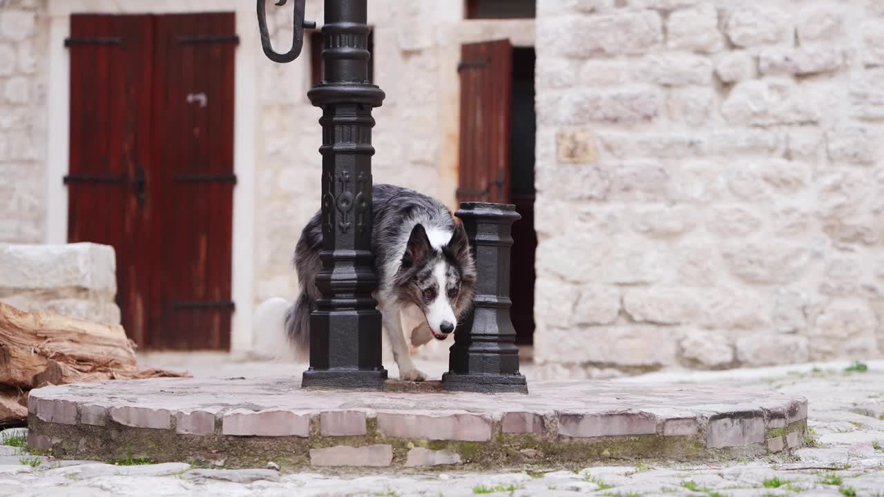 一只边境牧羊犬探索着一条历史悠久的街道，每走一步都充满好奇视频素材