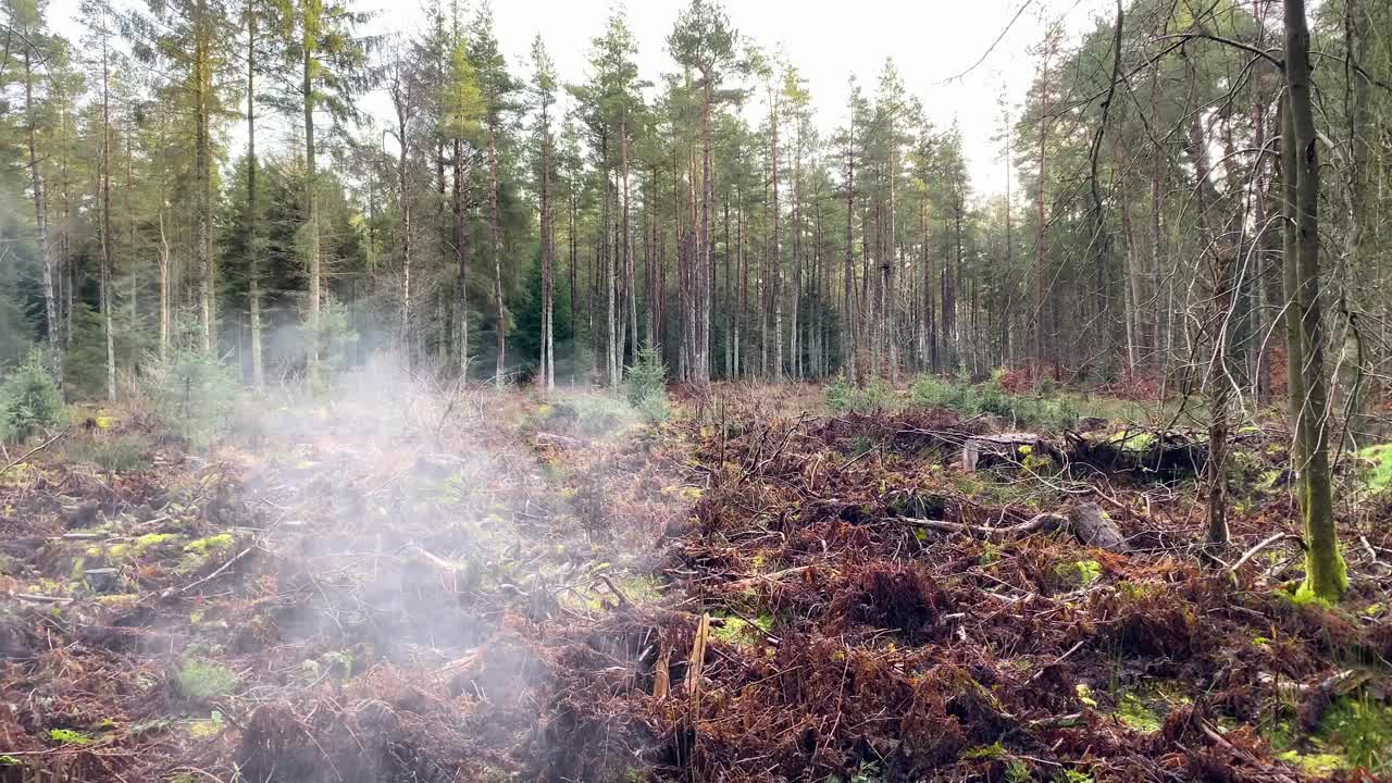 大气针叶林与死亡的蕨类植物和雾在前景。平移。视频素材