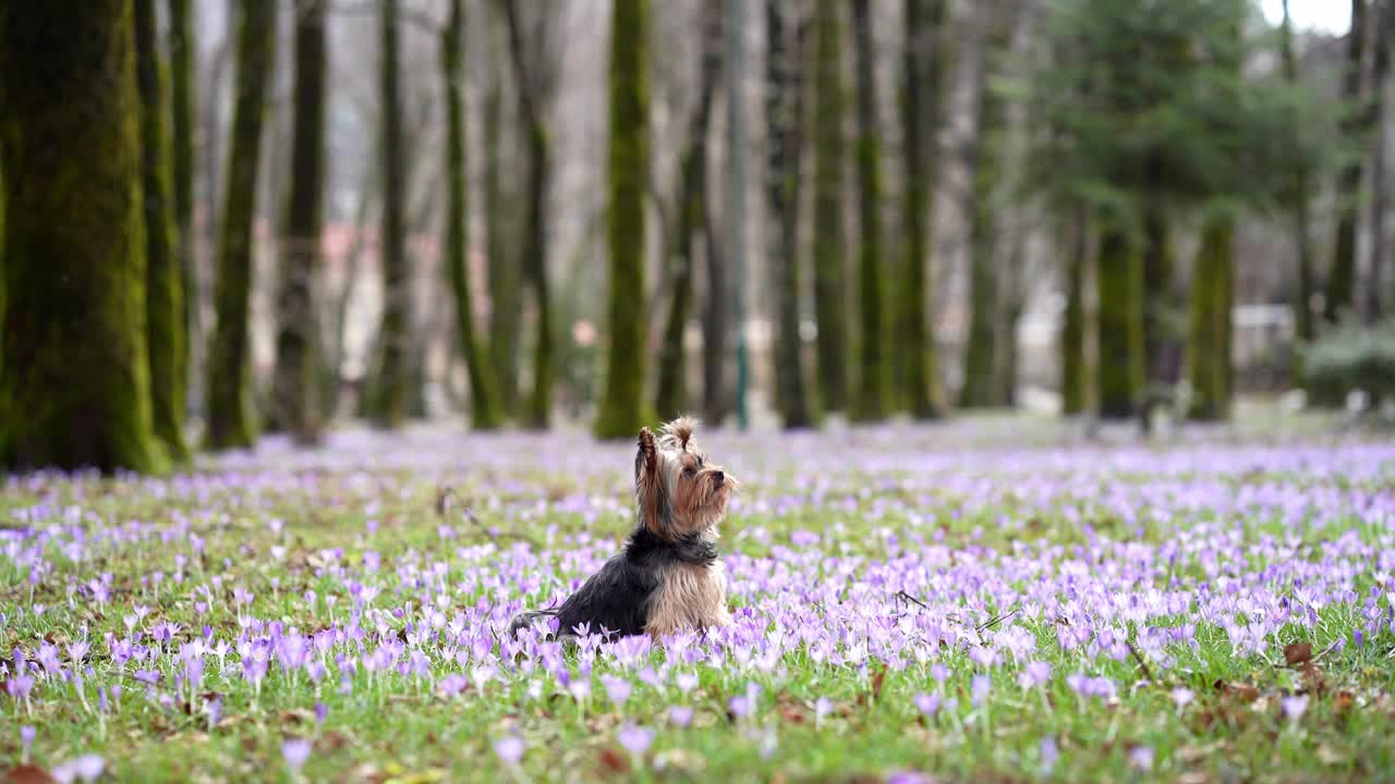 一只约克夏梗犬向上凝视着一片番红花地，远处是一片林地视频素材