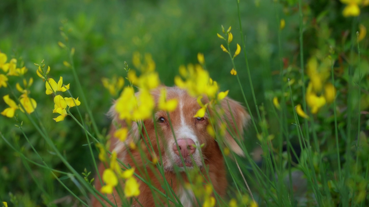 一只新斯科舍省鸣鸭寻回犬凝视着充满活力的黄色野花丛，它的目光锐利而好奇视频素材