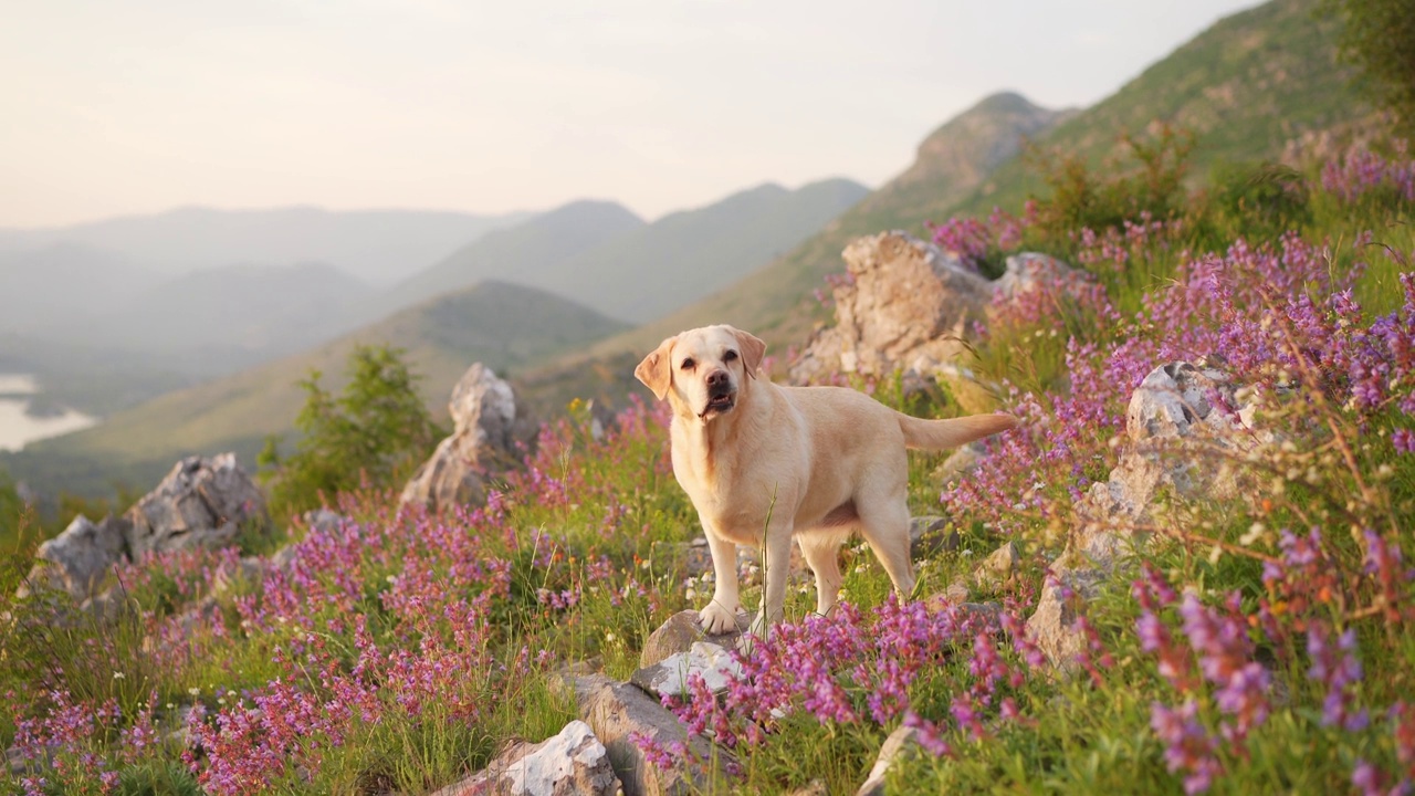 一只快乐的拉布拉多猎犬坐在一片紫色的野花中，背景是连绵起伏的山丘视频素材