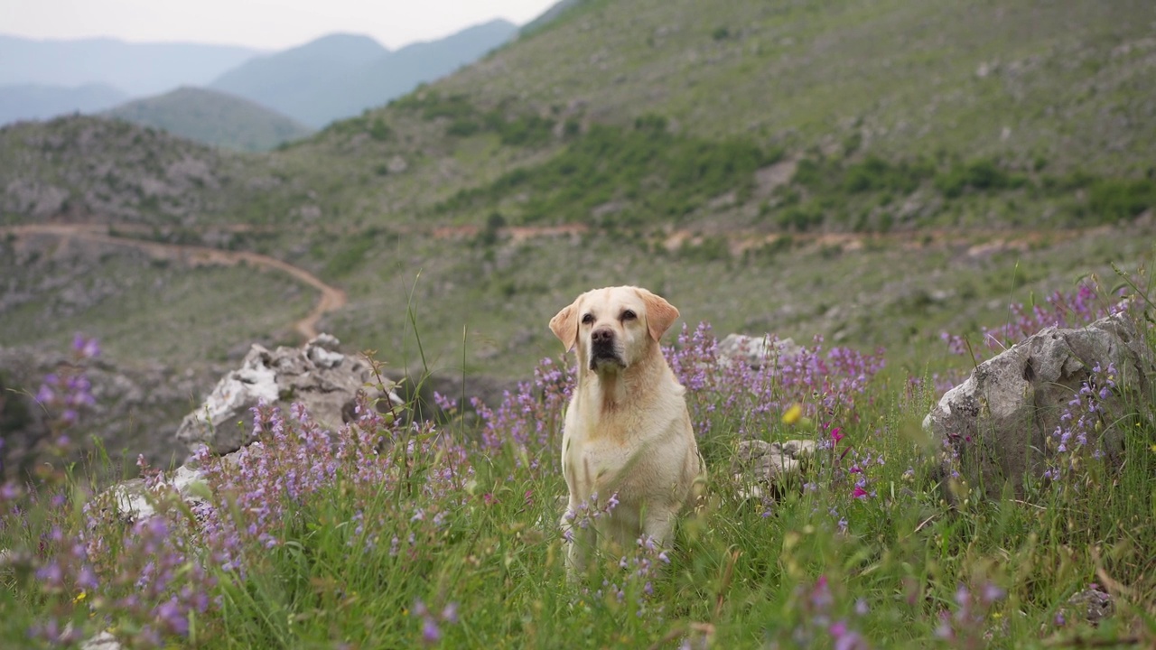 一只快乐的拉布拉多猎犬坐在一片紫色的野花中，背景是连绵起伏的山丘视频素材