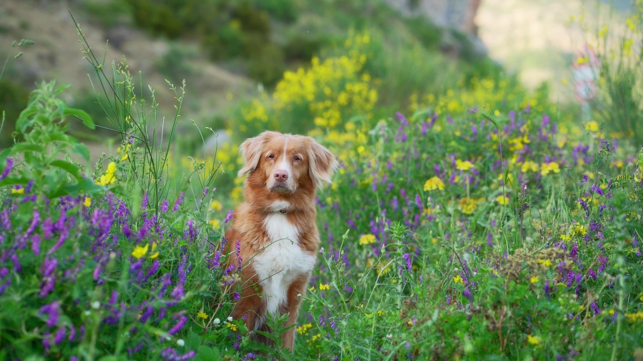 一只细心的新斯科舍省鸣鸭猎犬站在一片野花中，这是一幅自然宁静的画面视频素材