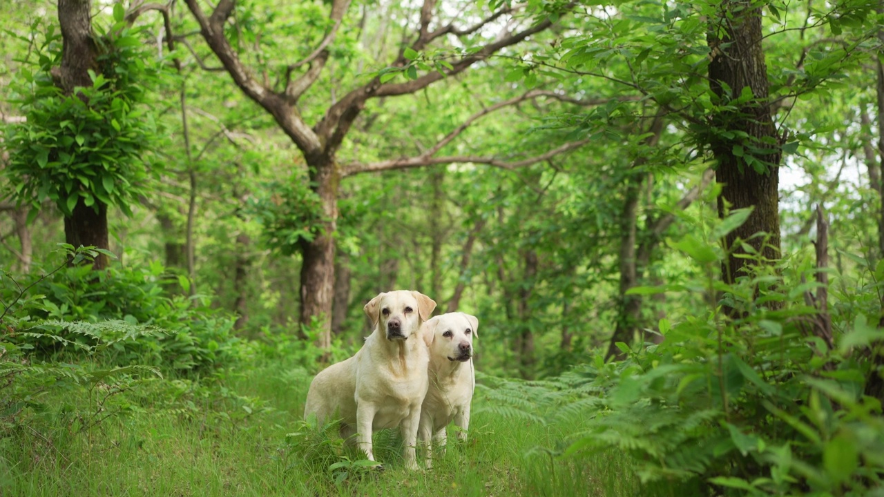 两只拉布拉多猎犬坐在郁郁葱葱的蕨类植物中，它们的表情捕捉到了大自然拥抱中陪伴和好奇的本质视频素材