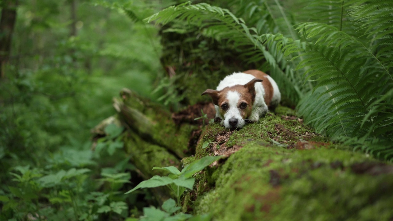 杰克罗素梗犬在森林里探索一根长满青苔的原木，一幅冒险的画面。视频素材