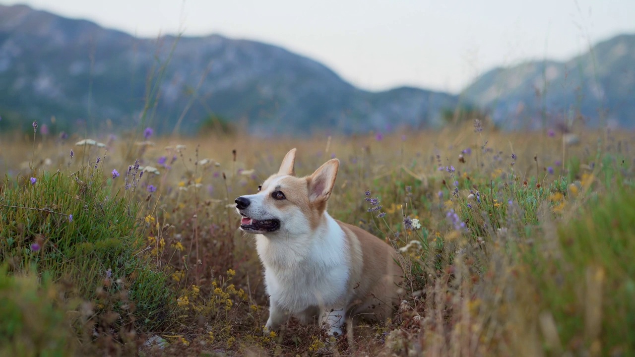 一只细心的小柯基犬探索着野花草地和远处的群山。视频素材