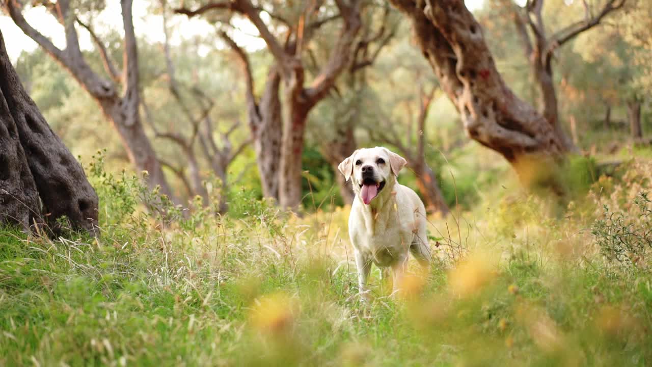 拉布拉多猎犬警觉地站在橄榄树林里，体现了风景的宁静。视频素材