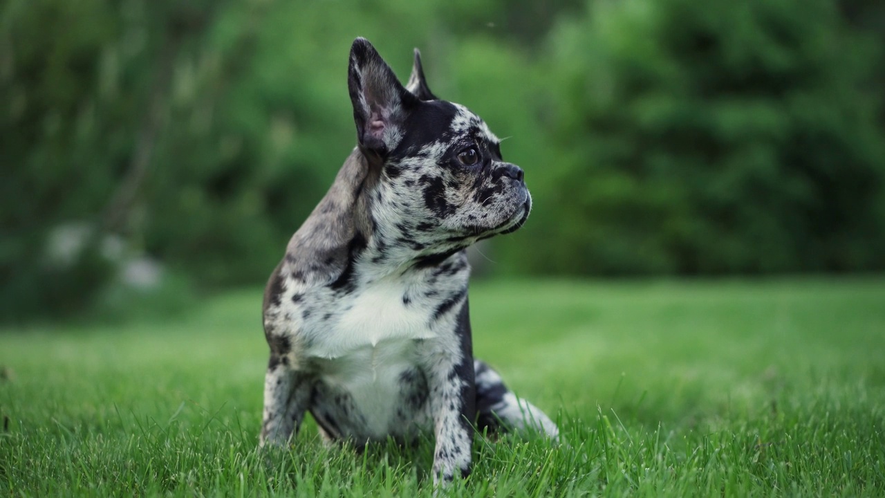 法国斗牛犬，有独特的斑纹毛，警觉地坐在草地上。它竖起的耳朵和专注的目光体现了一种顽皮的精神视频素材