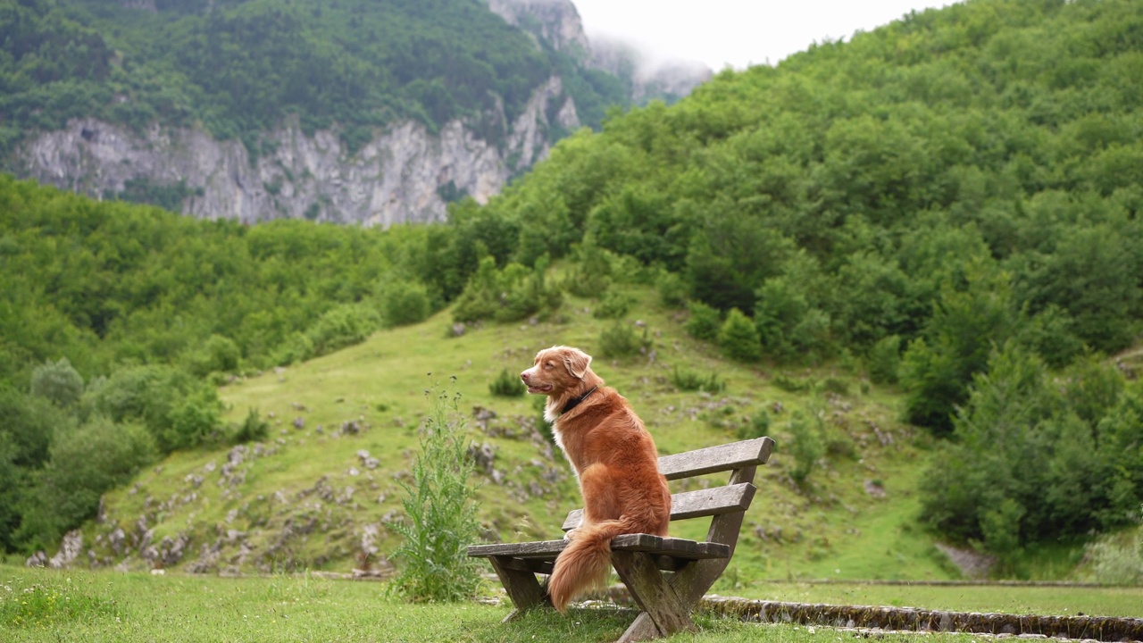 新斯科舍鸭鸣猎犬在长椅上休息，凝视着山景。视频素材