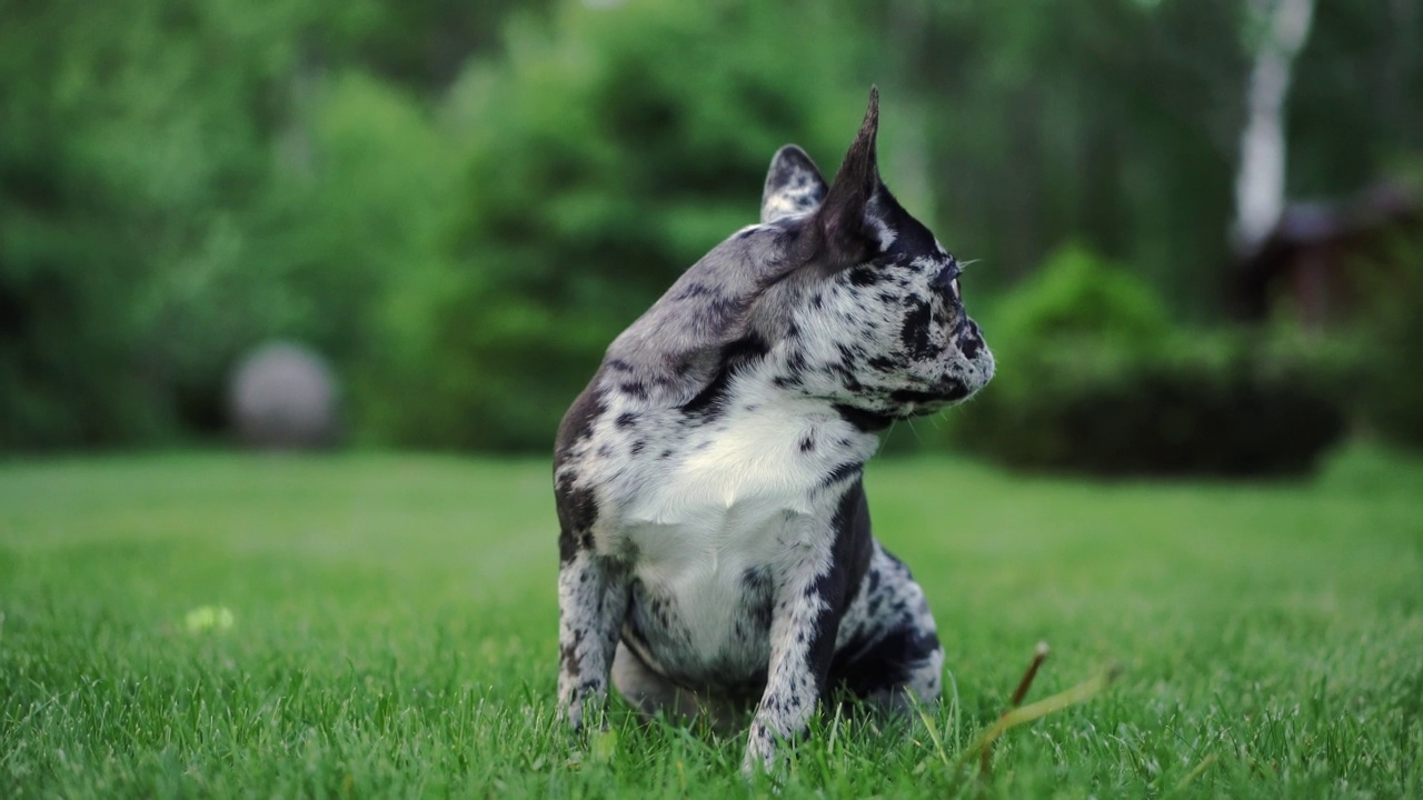 法国斗牛犬，有独特的斑纹毛，警觉地坐在草地上。它竖起的耳朵和专注的目光体现了一种顽皮的精神视频素材