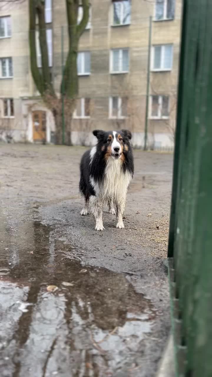 吠叫的狗，雪蒂牧羊犬视频素材