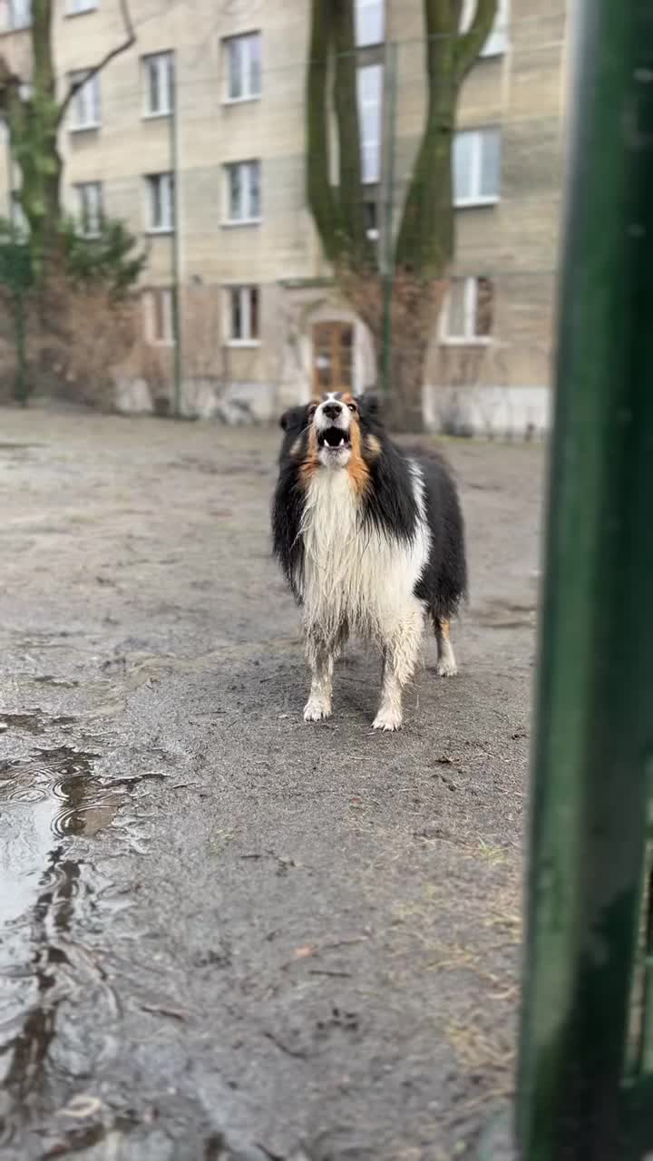 吠叫的狗，雪蒂牧羊犬视频素材