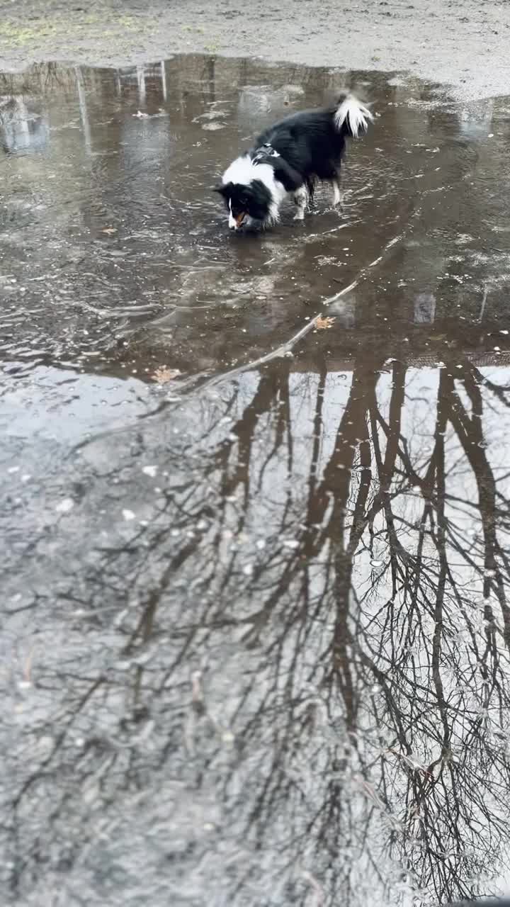 雪蒂牧羊犬在水坑里视频素材