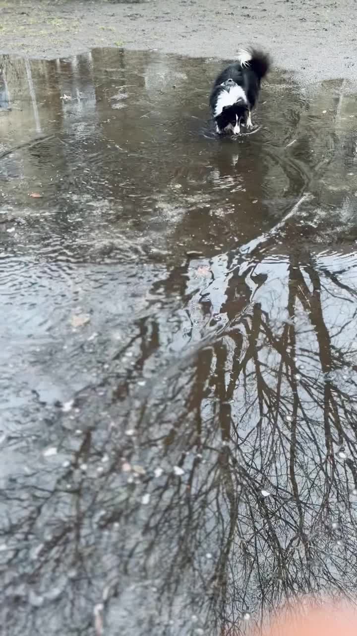 雪蒂牧羊犬在水坑里视频素材