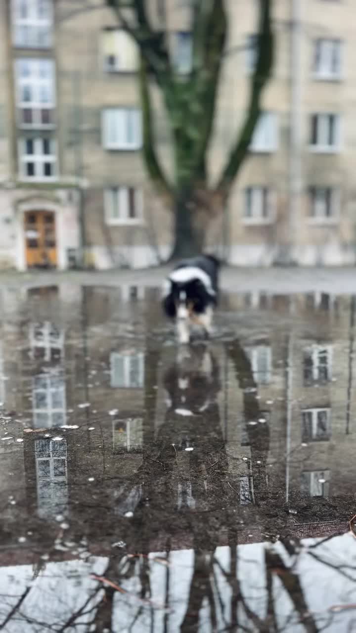 雪蒂牧羊犬在水坑里视频素材