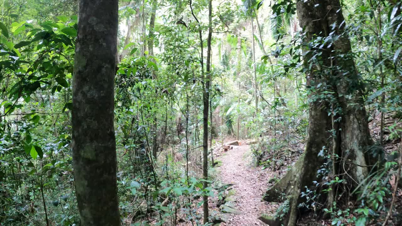 郁郁葱葱的雨林之旅视频素材