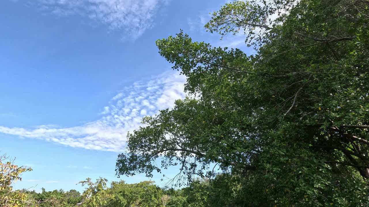 透过摇曳的树木，宁静的天空视频素材