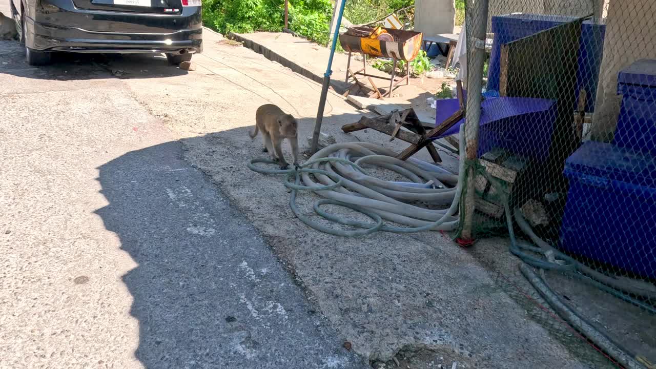 猴子探索城市环境视频素材