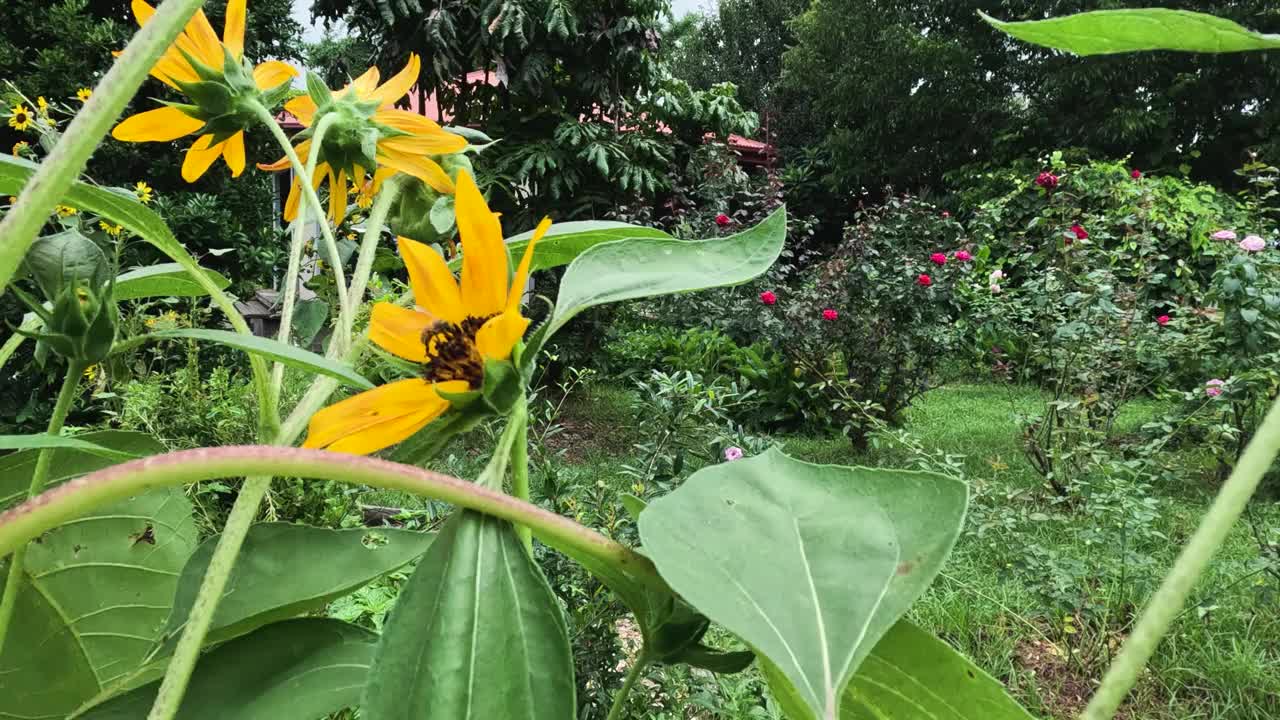 花园里的花在微风中摇曳视频素材