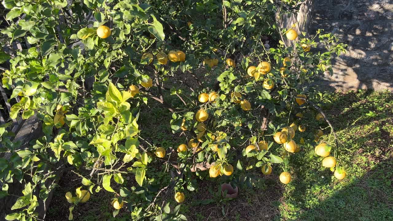 在一个阳光明媚的日子里，许多柠檬果实挂在柠檬树上，随风摇摆。视频素材