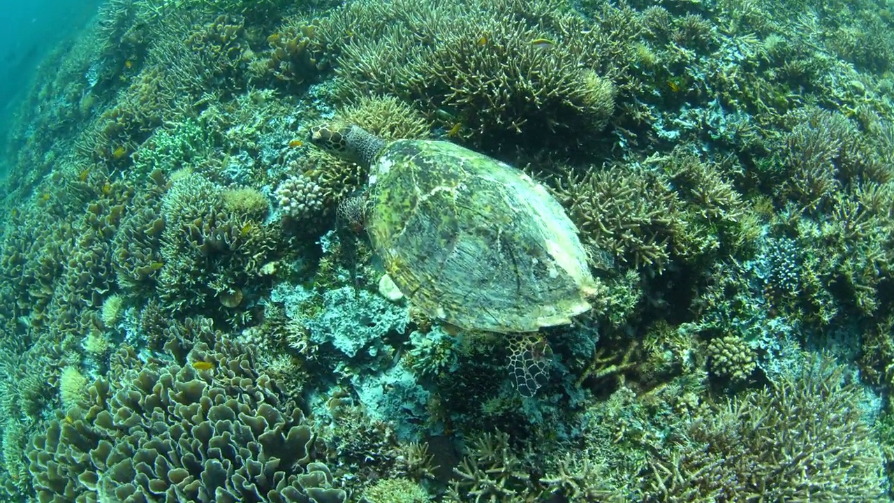 Hawksbill Sea Turtle Swims Over Reef in Raja Ampat视频素材