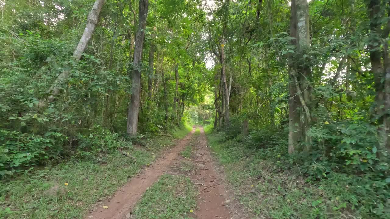 穿越森林小径的旅程视频素材