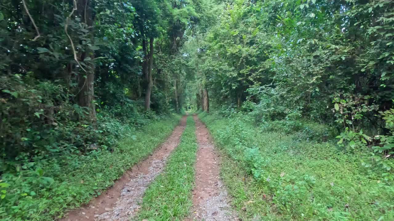 穿越森林小径的旅程视频素材