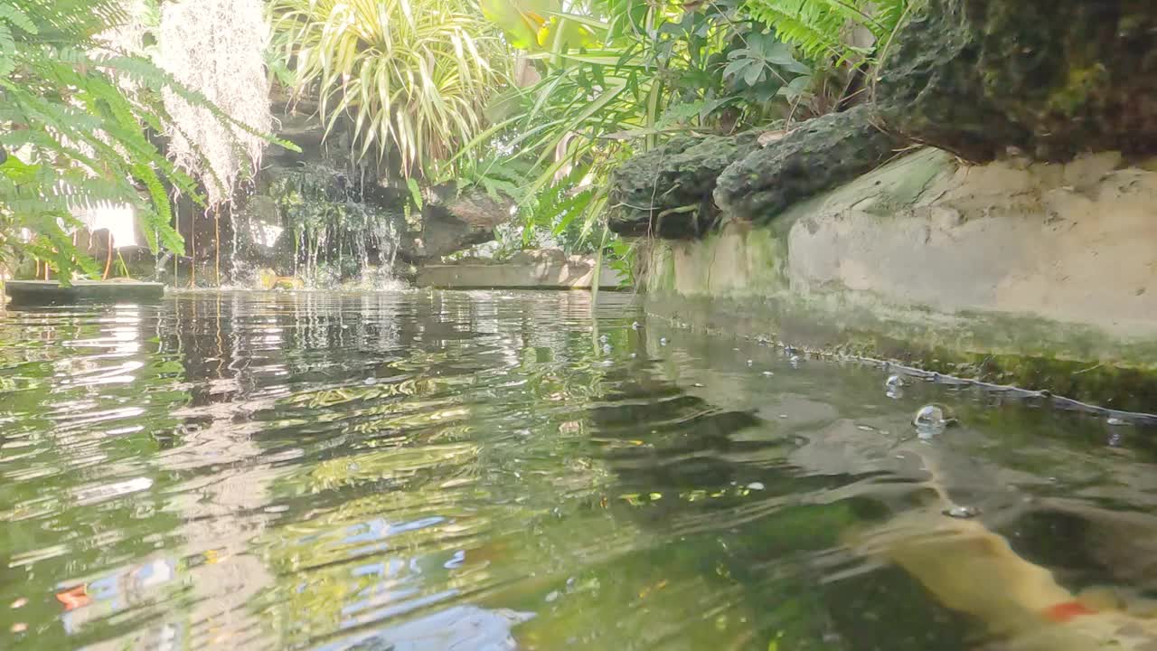 锦鲤鱼池宁静视频素材