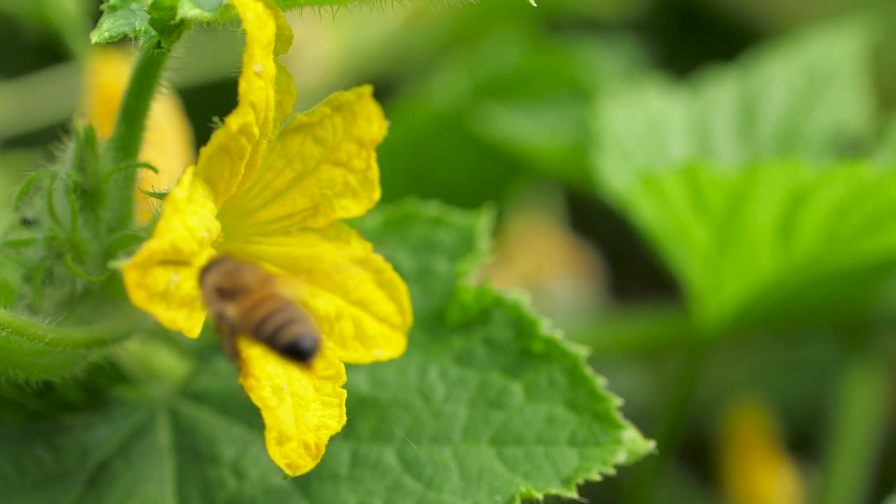 一只蜜蜂飞过花园，从黄色的黄瓜花上采集花蜜视频素材