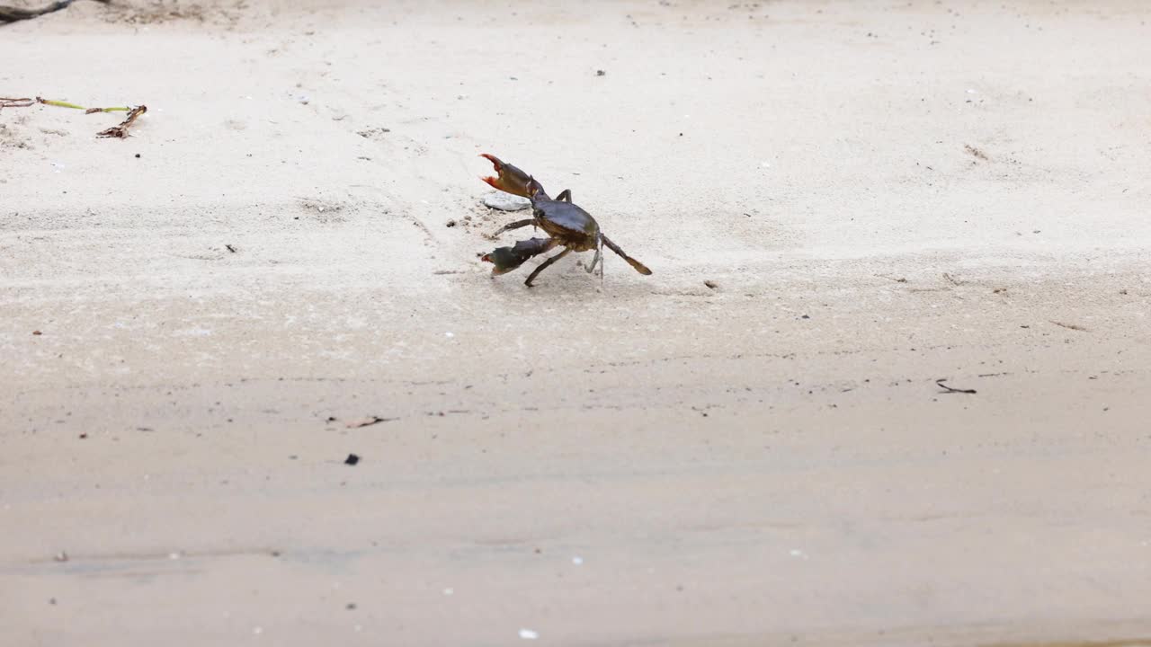 螃蟹的海滩逃生到水里视频素材