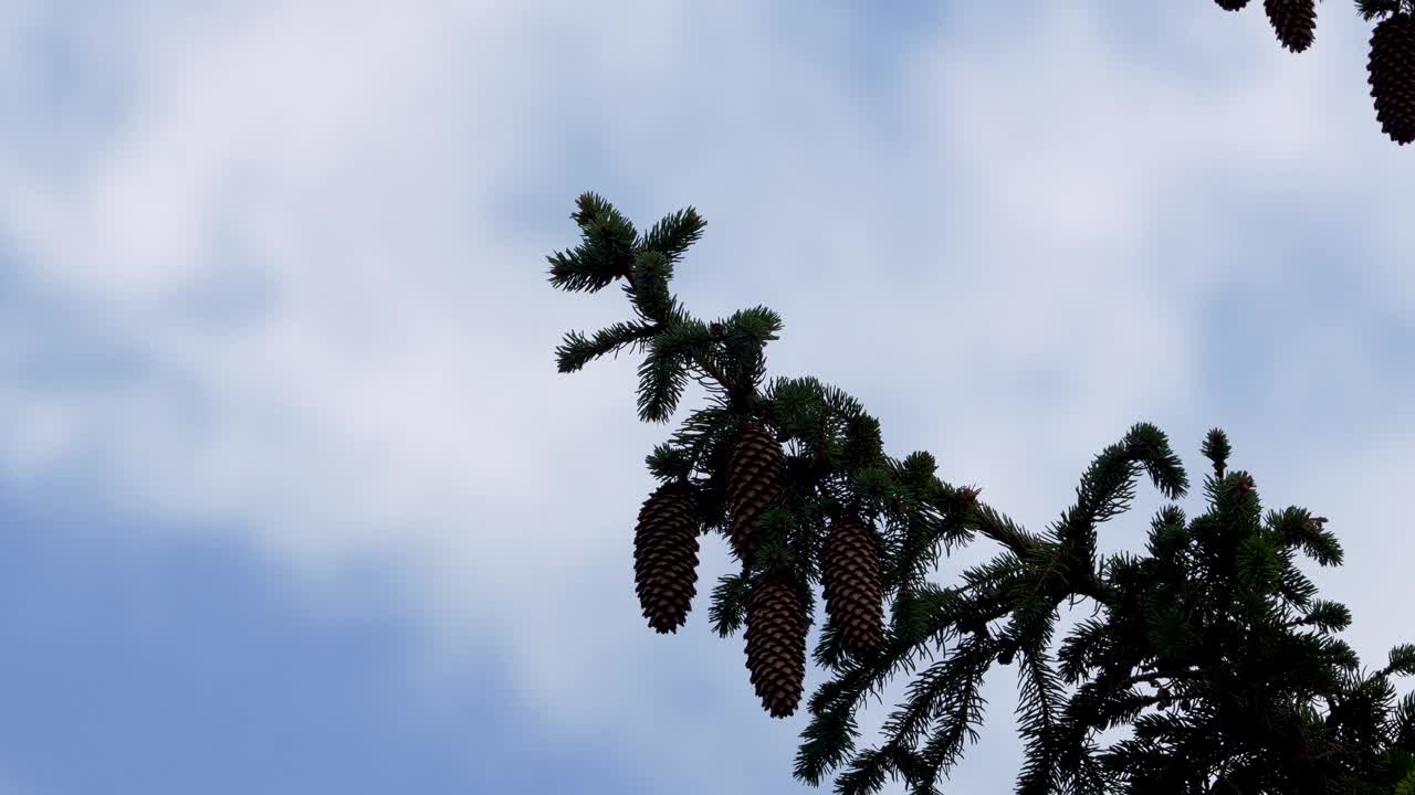 多云的天空映衬着松树的枝干，重点是几个大球果视频素材