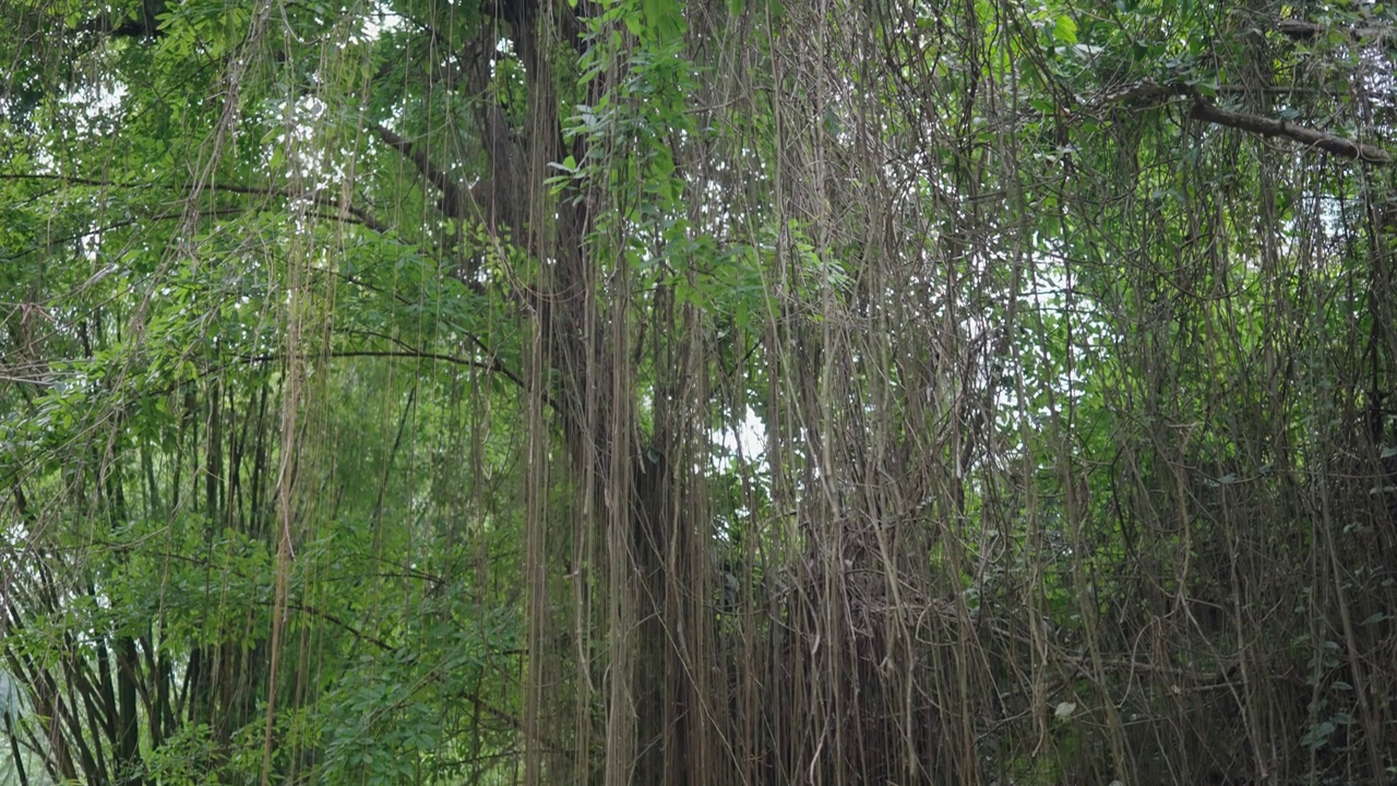 瀑布(Yeh Mempeh或飞瀑)在Tejakula村，Buleleng，巴厘岛-隐蔽的瀑布被雨林包围，悬崖上长满了绿色的热带植物视频素材