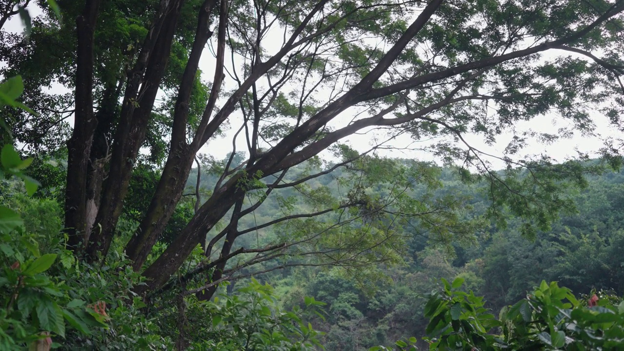 瀑布(Yeh Mempeh或飞瀑)在Tejakula村，Buleleng，巴厘岛-隐蔽的瀑布被雨林包围，悬崖上长满了绿色的热带植物视频素材