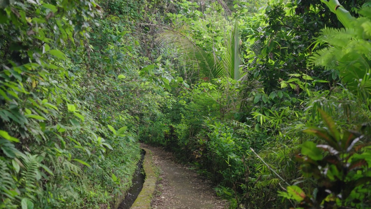 瀑布(Yeh Mempeh或飞瀑)在Tejakula村，Buleleng，巴厘岛-隐蔽的瀑布被雨林包围，悬崖上长满了绿色的热带植物视频素材