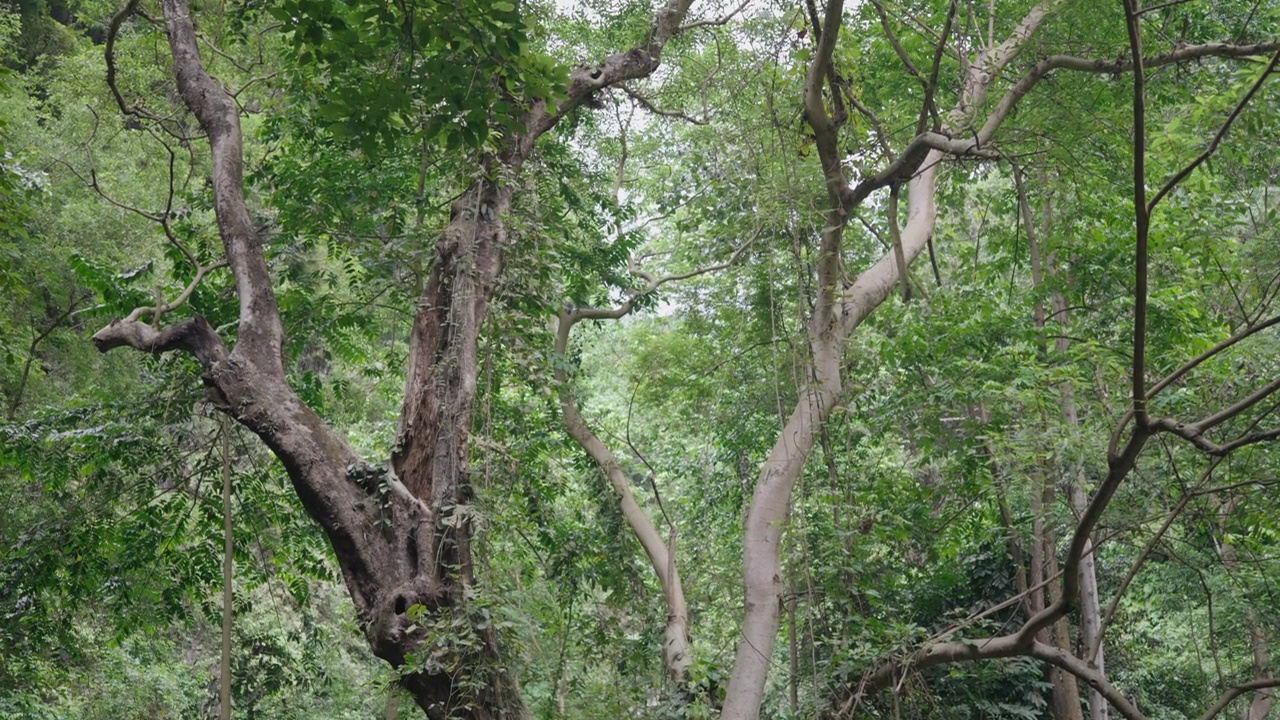 瀑布(Yeh Mempeh或飞瀑)在Tejakula村，Buleleng，巴厘岛-隐蔽的瀑布被雨林包围，悬崖上长满了绿色的热带植物视频素材