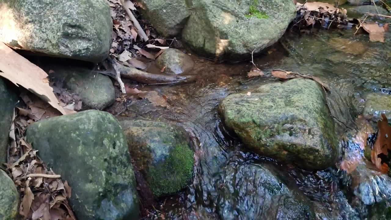 在巴塞罗那的瓜尔巴，平缓的小溪流过被森林碎片包围的长满苔藓的岩石视频素材