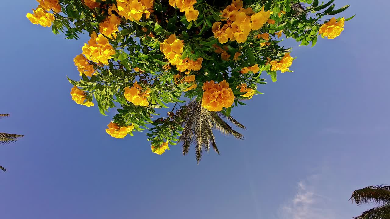 五颜六色的黄色花朵和棕榈树的叶子在清澈的蓝天景观视频素材