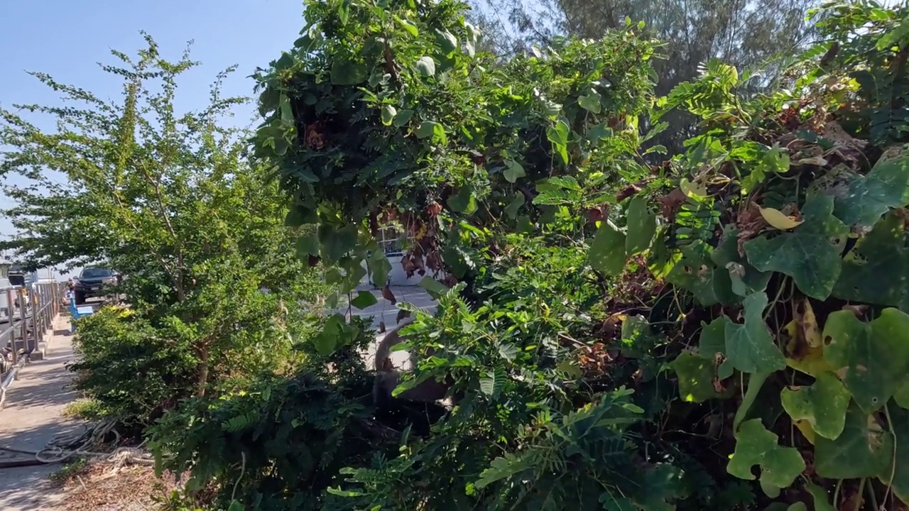 猴子在绿色植物中穿行视频素材