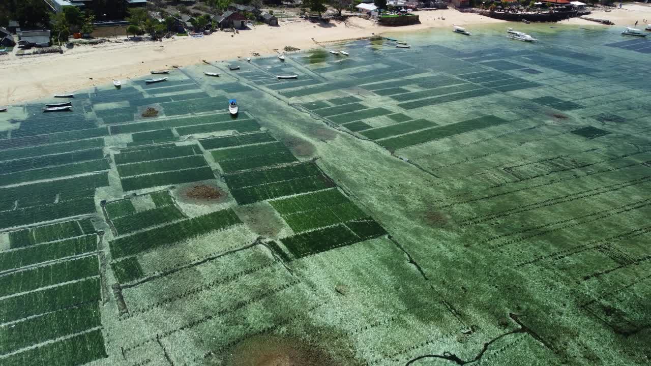 在Nusa Lembongan，一排排的海藻散布在礁滩上，供种植视频素材