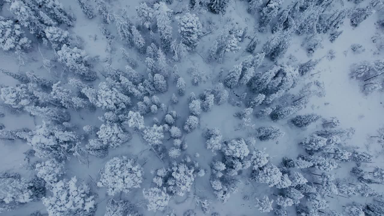 鸟瞰极端冬季雪景中的森林树木。视频素材