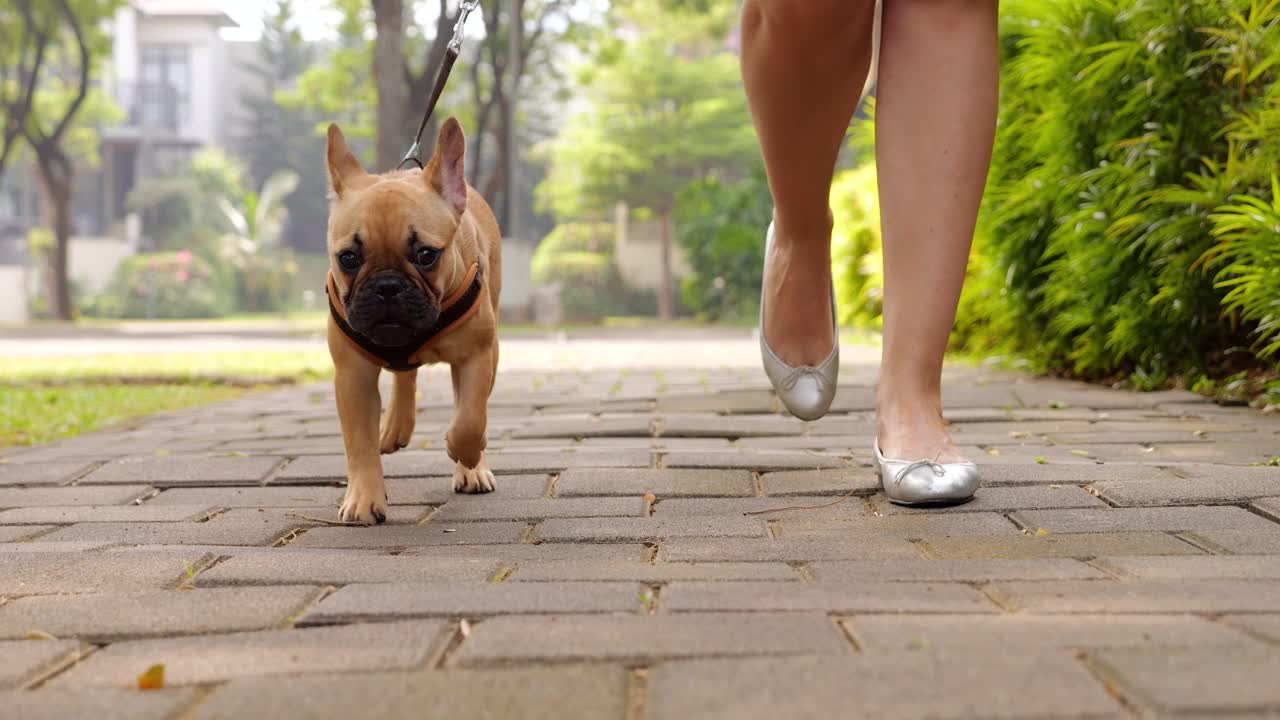 幼犬与主人散步，转移注意力，慢镜头视频素材